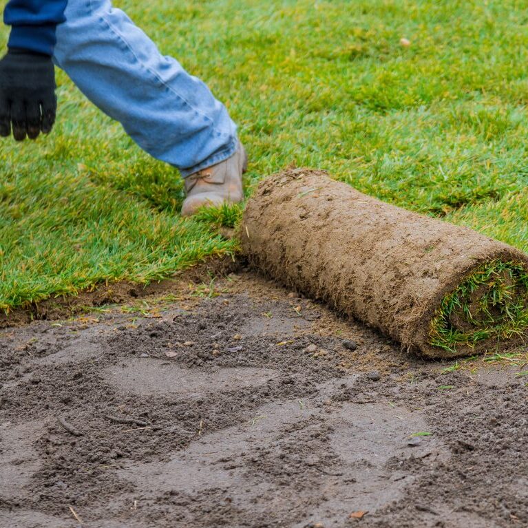 Sod being rolled out on dirt