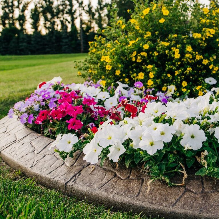 bright multicolored flowers in small bed