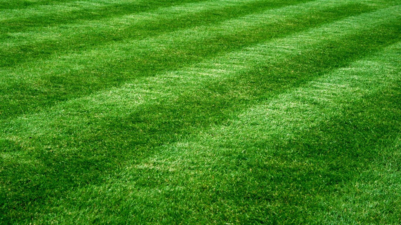 bright green lushous mowed grass