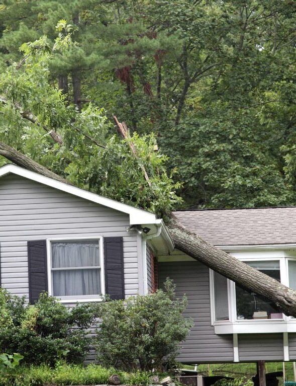 fallen tree on house